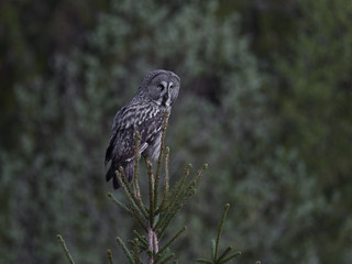 Great grey owl (Strix nebulosa)