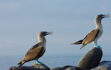 Blue-footed Booby in Galapagos Ecuador national park