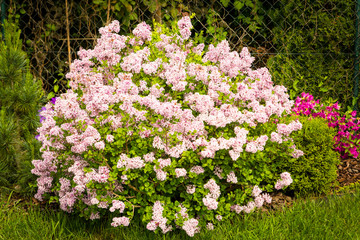Fototapeta premium Syringa microphylla 'Superba' in the park, blooming lilac