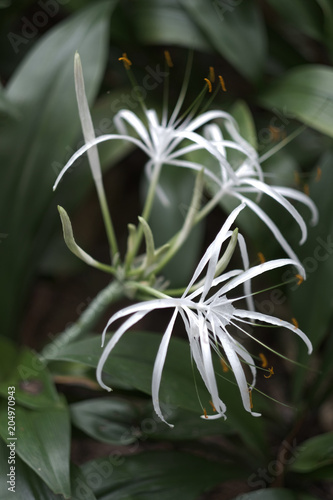 Exotic Tropical Plant With White Flowers Long Thin Petals And Exotic Tropical Plant With White Flowers Long Thin Petals And Stamens