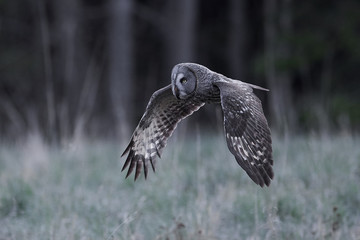 Great grey owl (Strix nebulosa)