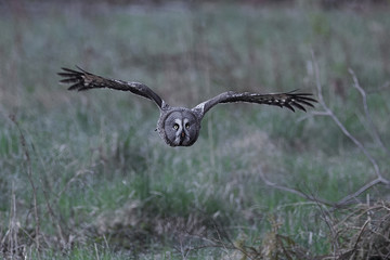 Great grey owl (Strix nebulosa)