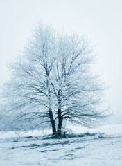 Fototapeta na wymiar Winter forest. Frost on trees