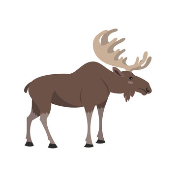 Cute elk on white background.