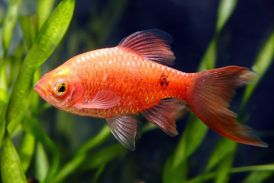 rosy barb 
