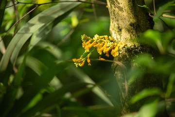 Beautiful bush of yellow flowers on a tree trunk in the middle the jungle