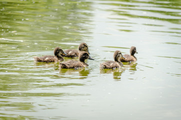 Wild ducks in their natural environment 