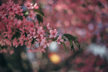 Spring blooming pink cherry