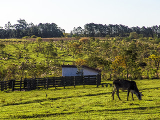 Dairy cow on pasture in Brazil
