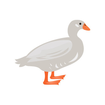 Cute duck on white background.
