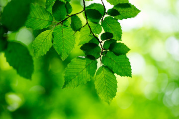 green leaves on the green backgrounds