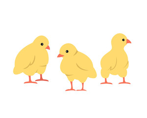 Set of cute cartoon chickens on white background.