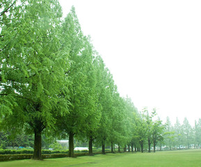 Fototapeta na wymiar 　朝の公園風景