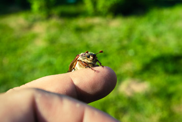 Closeup of finger and a chafer beetle june bug