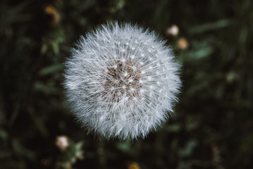 dandelion flower with seeds ball close up in nature background horizontal view