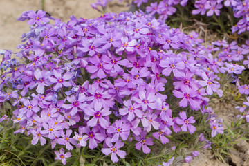 Obraz premium Purple creeping phlox, on the flowerbed. The ground cover is used in landscaping when creating alpine slides and rockeries