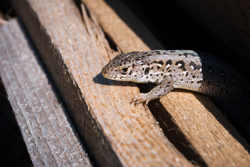 Garden lizard looking. These Changeable Lizards are territorial during breeding season.
