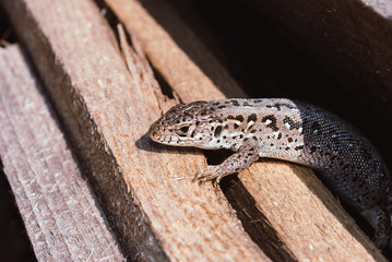 Garden lizard looking. These Changeable Lizards are territorial during breeding season.