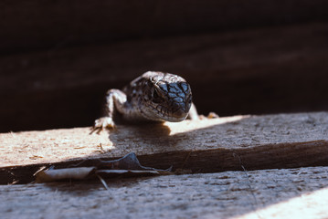 Garden Lizard. Garden Lizards are lizard found widely in Asian countries.