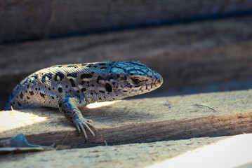 Garden Lizard. Garden Lizards are lizard found widely in Asian countries.