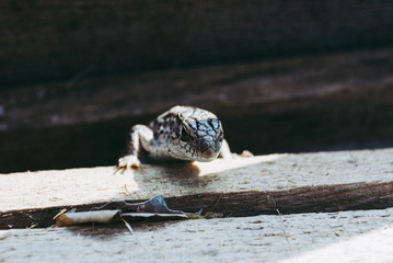 Garden Lizard. Garden Lizards are lizard found widely in Asian countries.