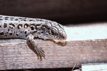 Garden Lizard. Garden Lizards are lizard found widely in Asian countries.