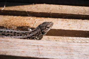 Garden Lizard. Garden Lizards are lizard found widely in Asian countries.