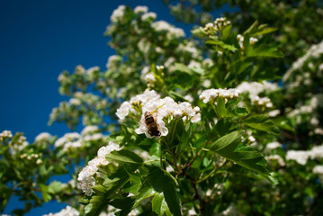 Flowers blooming hawthorn in garden, Crataegus monogyna. Common names: single-seeded hawthorn, thornapple, May-tree, whitethorn, mayblossom, maythorn, quickthorn, motherdie, haw or hawberry.