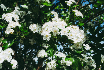 Flowers blooming hawthorn in garden, Crataegus monogyna. Common names: single-seeded hawthorn, thornapple, May-tree, whitethorn, mayblossom, maythorn, quickthorn, motherdie, haw or hawberry.