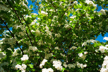 flowers of midland hawthorn, Crataegus laevigata, The plant is used in traditional herbalism.