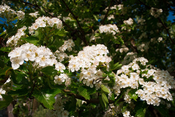 flowers of midland hawthorn, Crataegus laevigata, The plant is used in traditional herbalism.