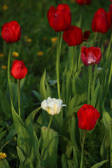 White tulip among red tulips