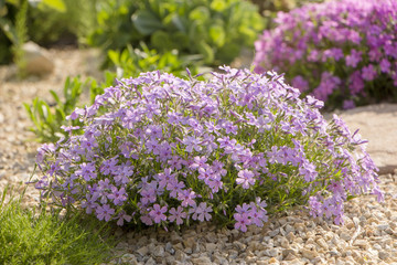 Fototapeta premium Purple creeping phlox, on the flowerbed. The ground cover is used in landscaping when creating alpine slides and rockeries