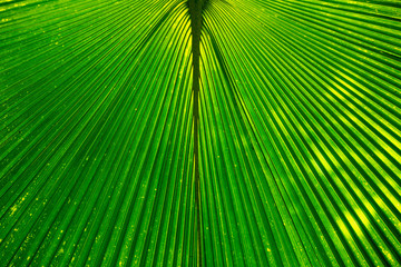 Fototapeta premium Geometric abstract background texture formed by a hue green palm tree leaf
