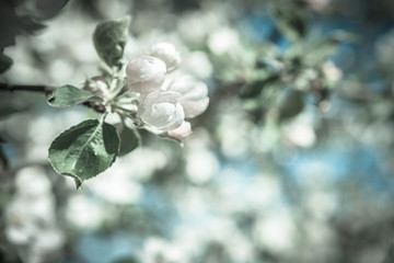 apple tree flowers on blurred background