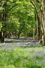 bluebell in UK