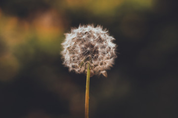 Dandelion Flower