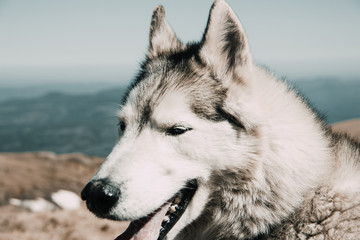 The Husky breed dog travels through the Caucasus Mountains