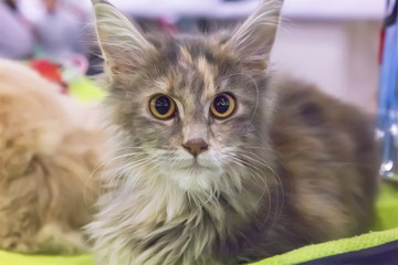 Cute longhair kitten tortoiseshell colored.