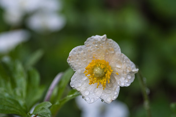 anemone, white, flower petals, green blurred background, closeup - 204976317