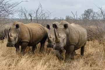 Crédence de cuisine en verre imprimé Rhinocéros Rhinocéros blanc dans le parc national royal de Hlane, Swaziland