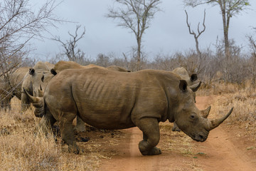 Obraz premium White rhinoceros in Hlane Royal National Park, Swaziland