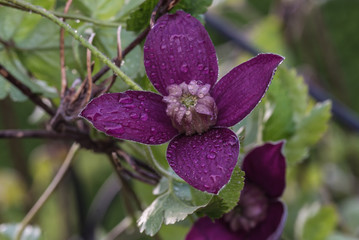 clematis, purple flower petals, blurred background, closeup - 204976545