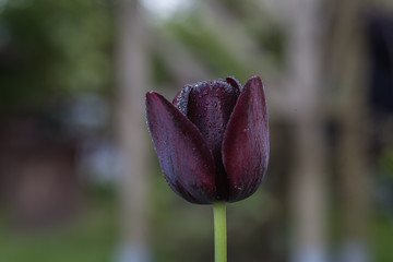single, one, black tulip, 27/5000 green and gray blurred background, closeup
