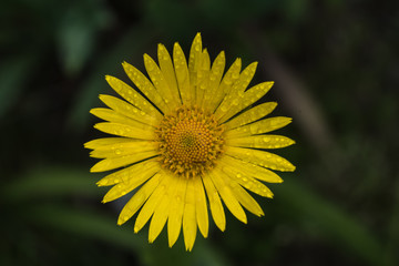 yellow single flower, dark green blurred background,  closeup