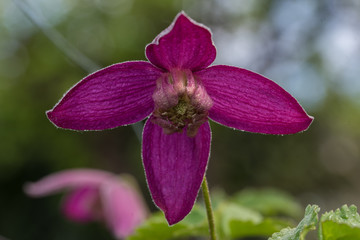 clematis, purple flower petals, blurred background, closeup - 204976756