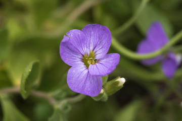 lilac flower, single, green blurred background, closeup