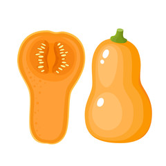 Bright vector illustration of colorful different pumpkins isolated on white