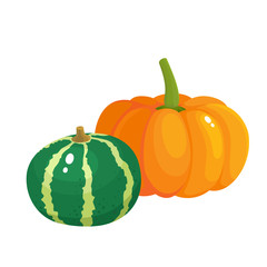 Bright vector illustration of colorful different pumpkins isolated on white