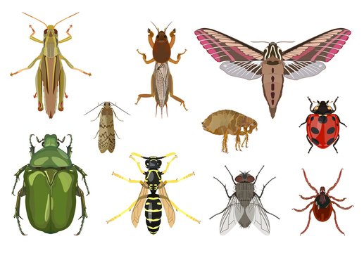 Set of creeping and flying insects. Vector illustration